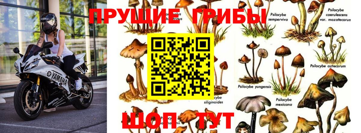 Междуреченск  Псилоцибиновые грибы Magic Shrooms  Вход с VPN 